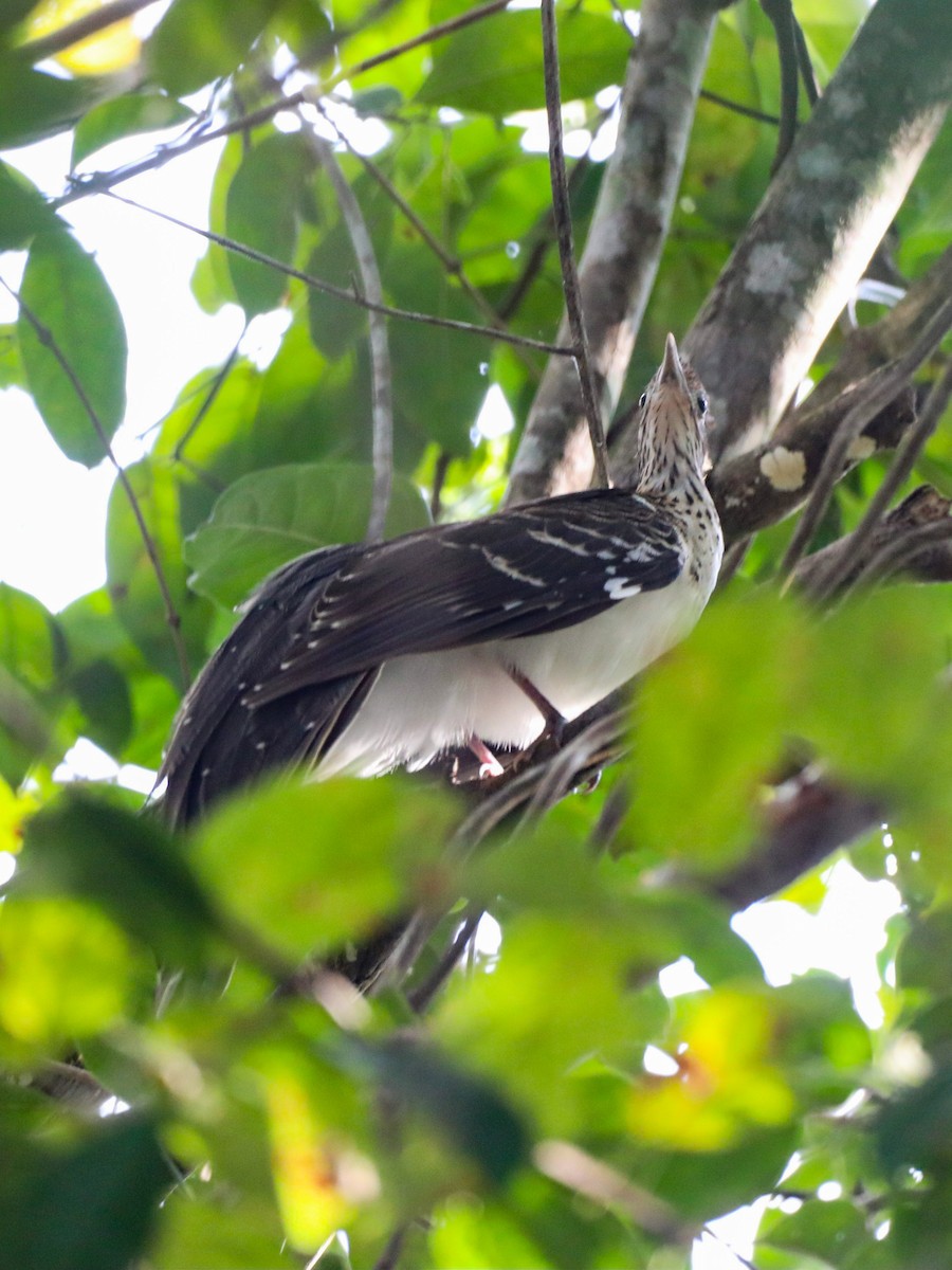 Pheasant Cuckoo - ML615525330