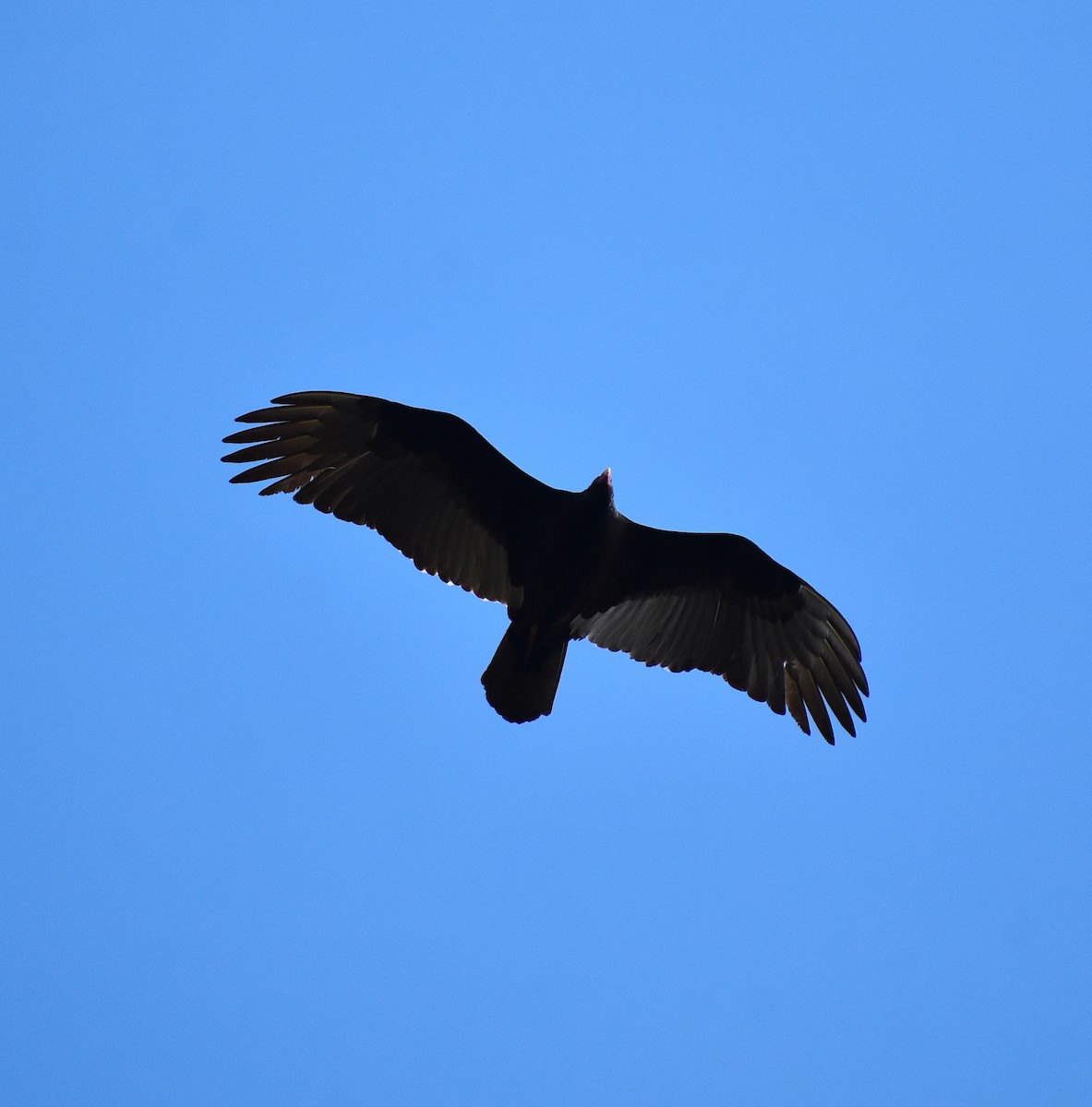 Turkey Vulture - ML615525344