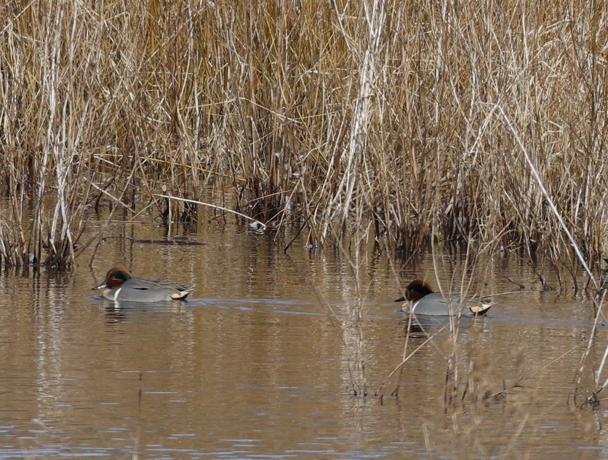 Green-winged Teal - ML615525376