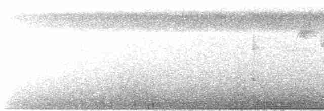 blyhettedue (plumbeiceps/notia) - ML615525487