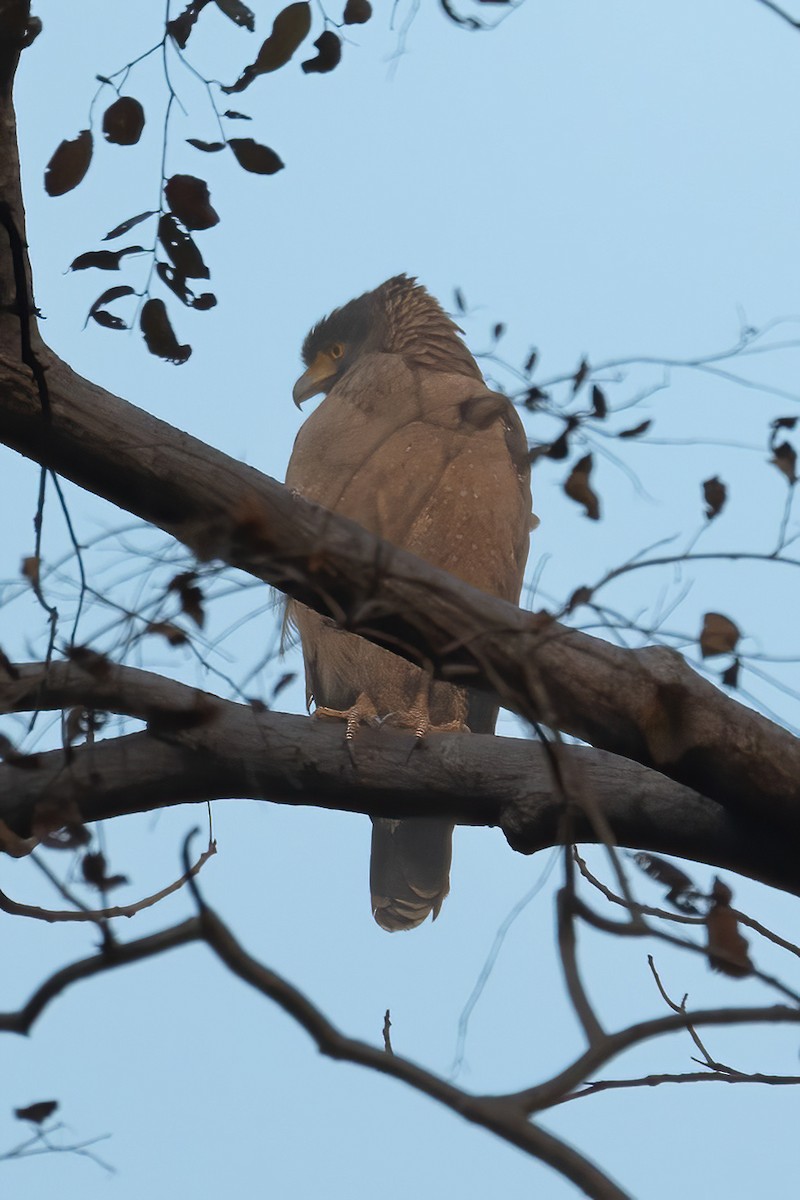 Crested Serpent-Eagle - ML615525507