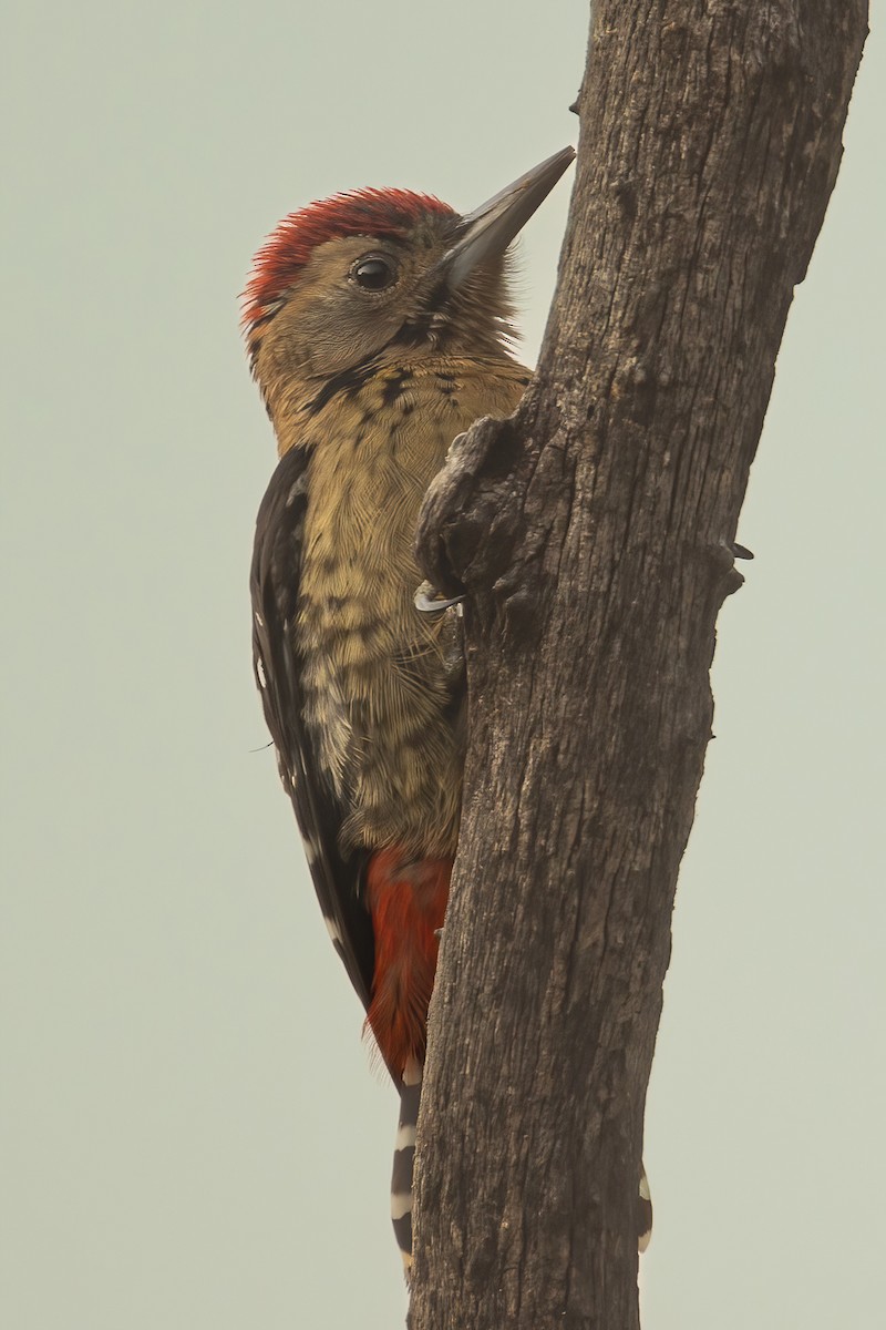 Fulvous-breasted Woodpecker - ML615525515