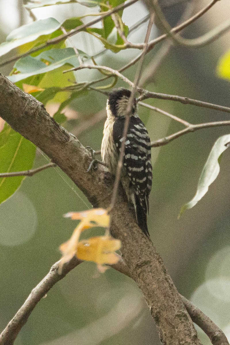 Gray-capped Pygmy Woodpecker - ML615525546