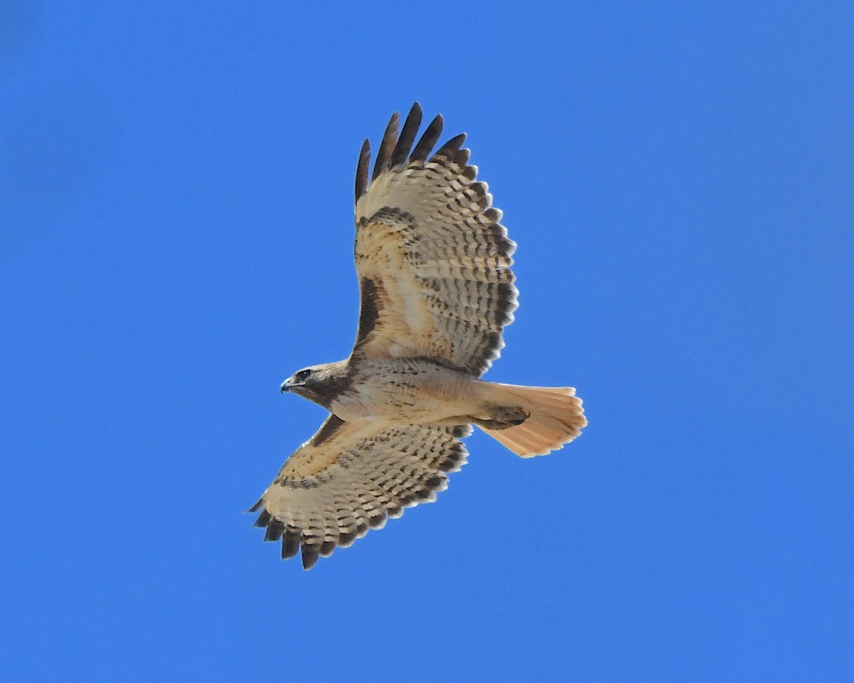 Red-tailed Hawk - Ted Wolff