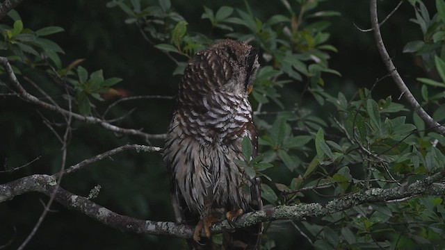 Barred Owl - ML615525661