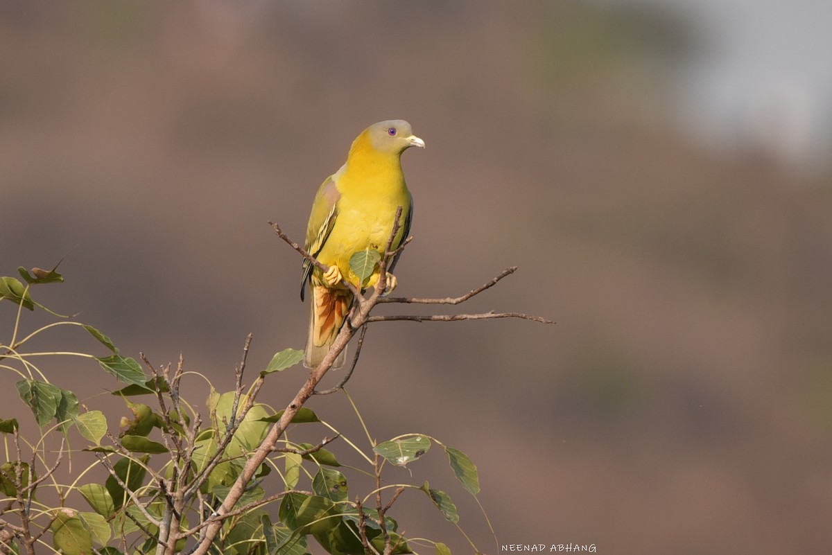 Yellow-footed Green-Pigeon - ML615525771
