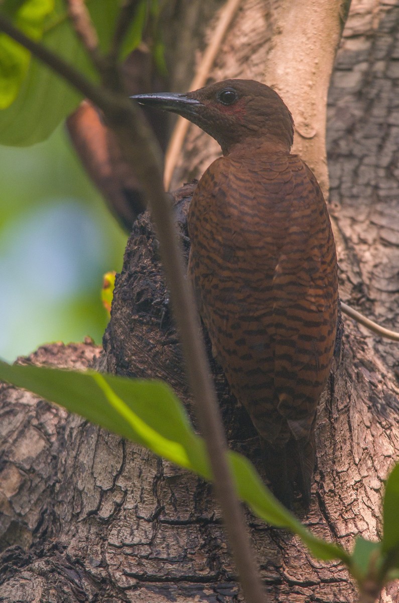 Rufous Woodpecker - ML615525834