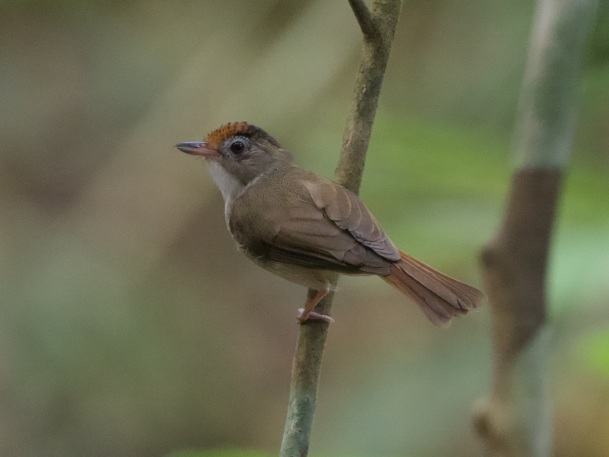 Scaly-crowned Babbler - ML615525864