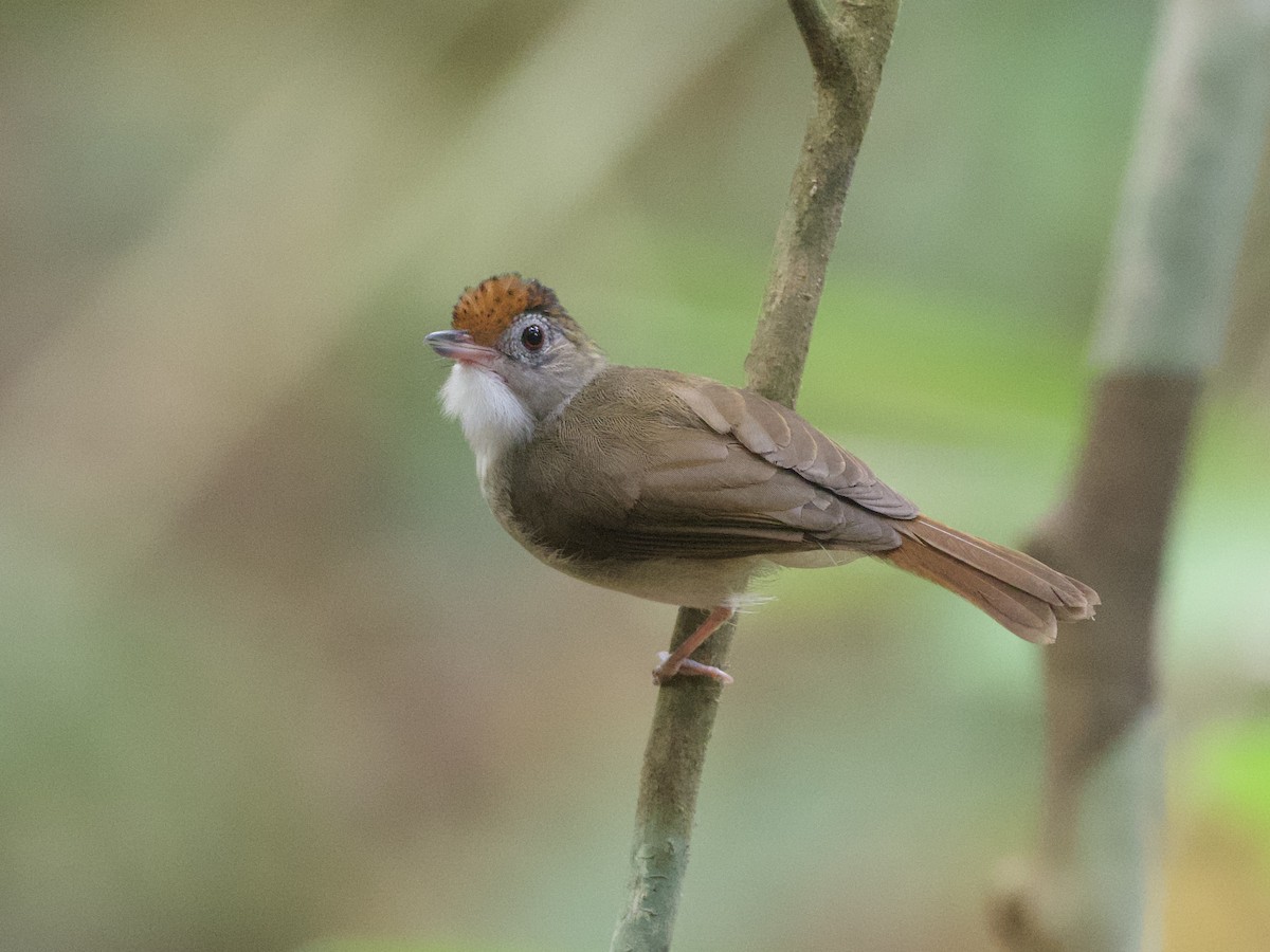 Scaly-crowned Babbler - ML615525865