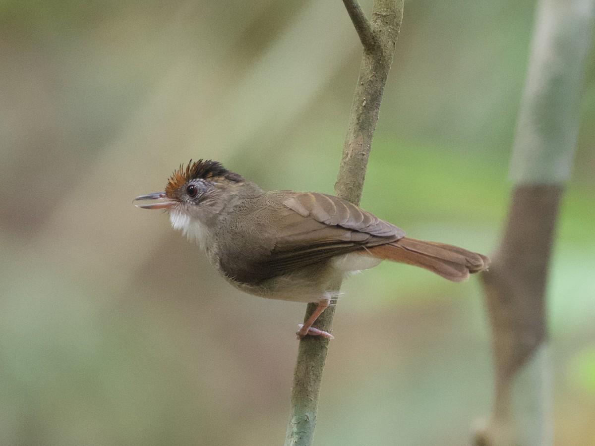 Scaly-crowned Babbler - ML615525866