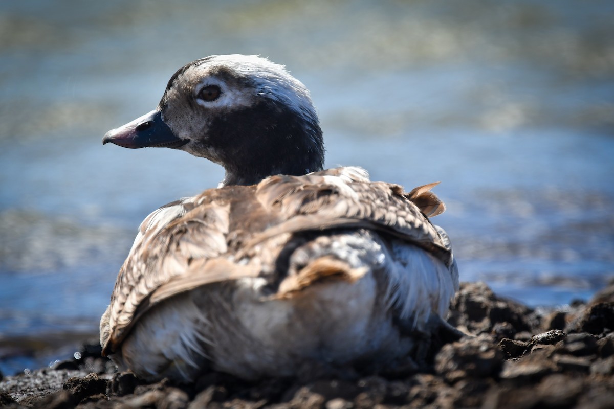 Long-tailed Duck - ML615525923