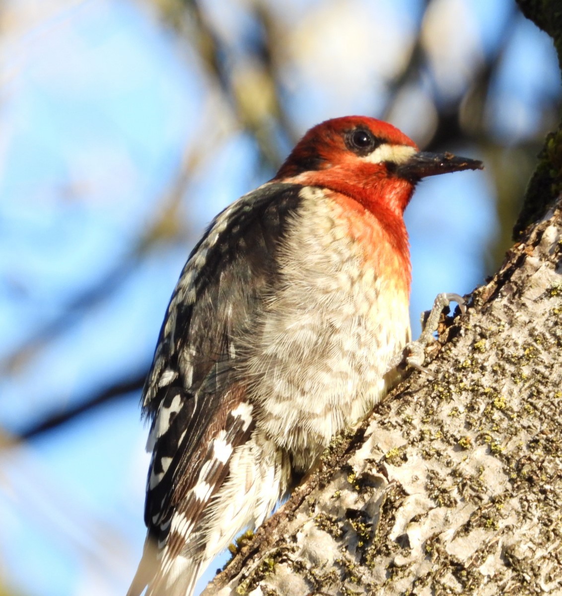 Red-breasted Sapsucker - ML615526055