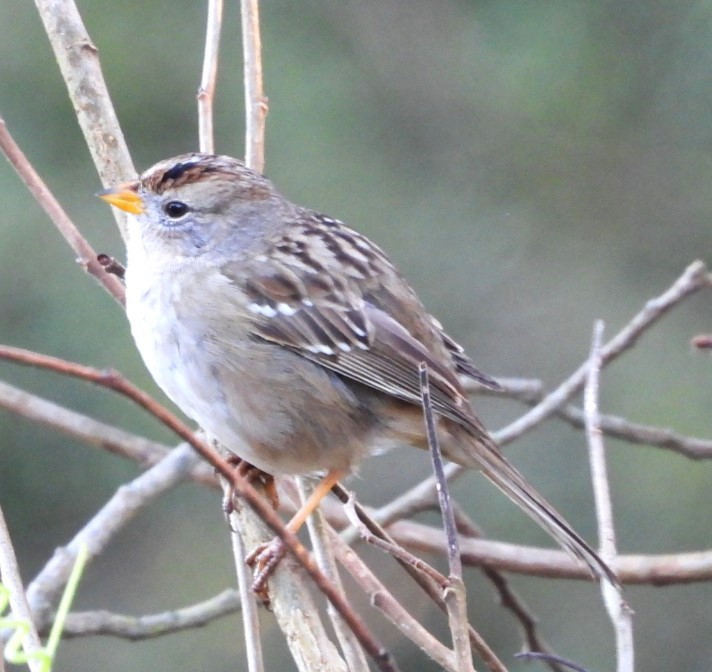 White-crowned Sparrow - ML615526093