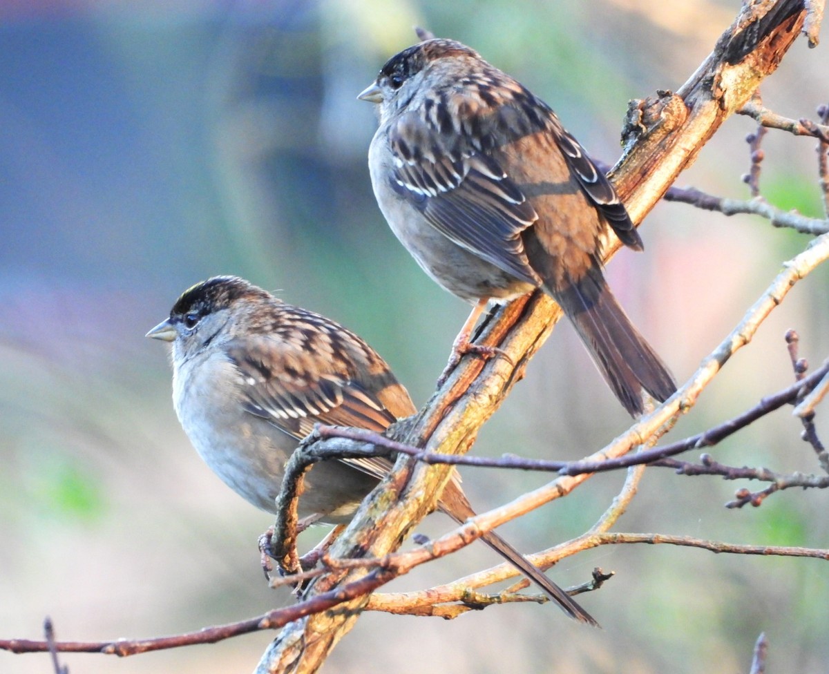 Golden-crowned Sparrow - ML615526115