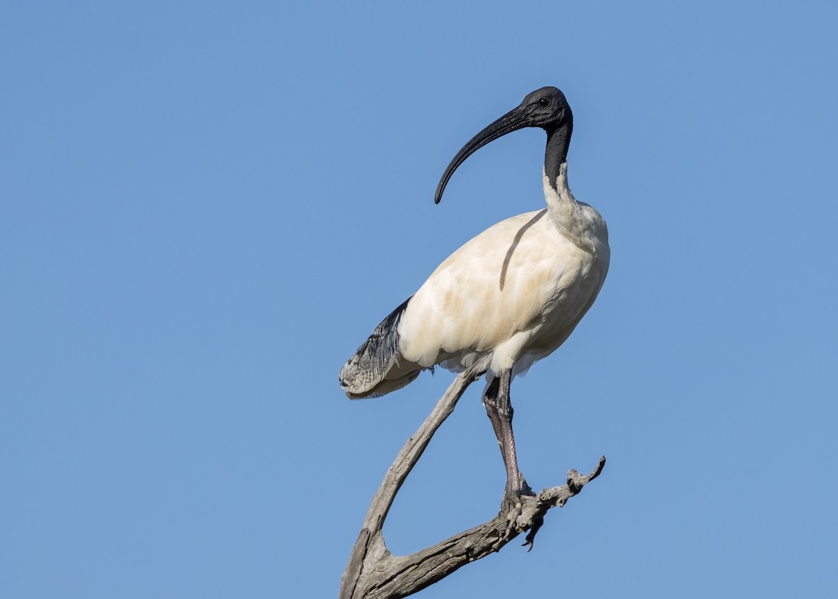 ibis australský - ML615526141