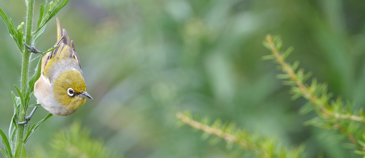 Graumantel-Brillenvogel - ML615526200