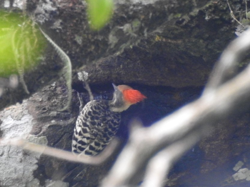 Gray-and-buff Woodpecker - ML615526262