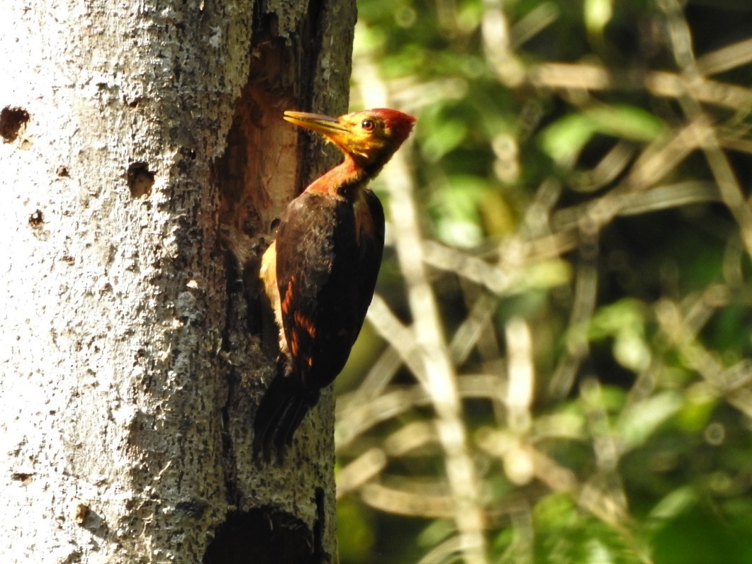 Orange-backed Woodpecker - Yasin Chumaedi