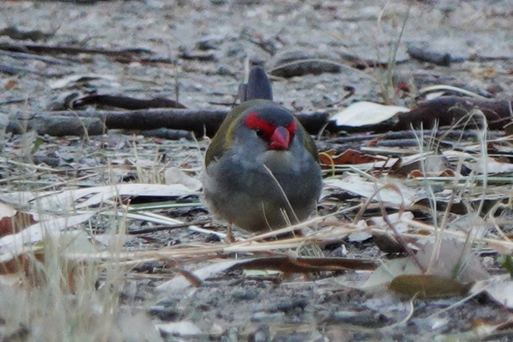 Red-browed Firetail - ML615526313