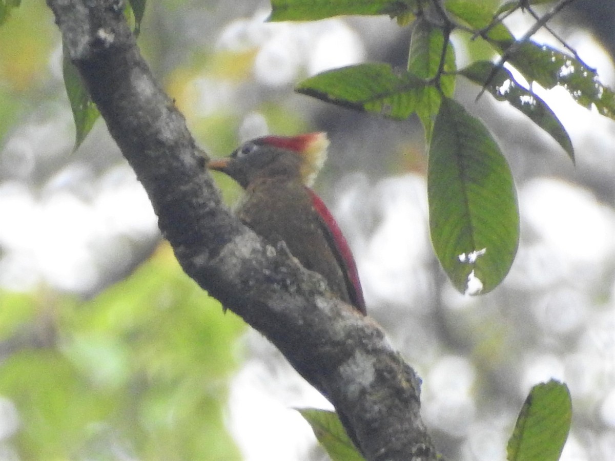 Crimson-winged Woodpecker - ML615526316