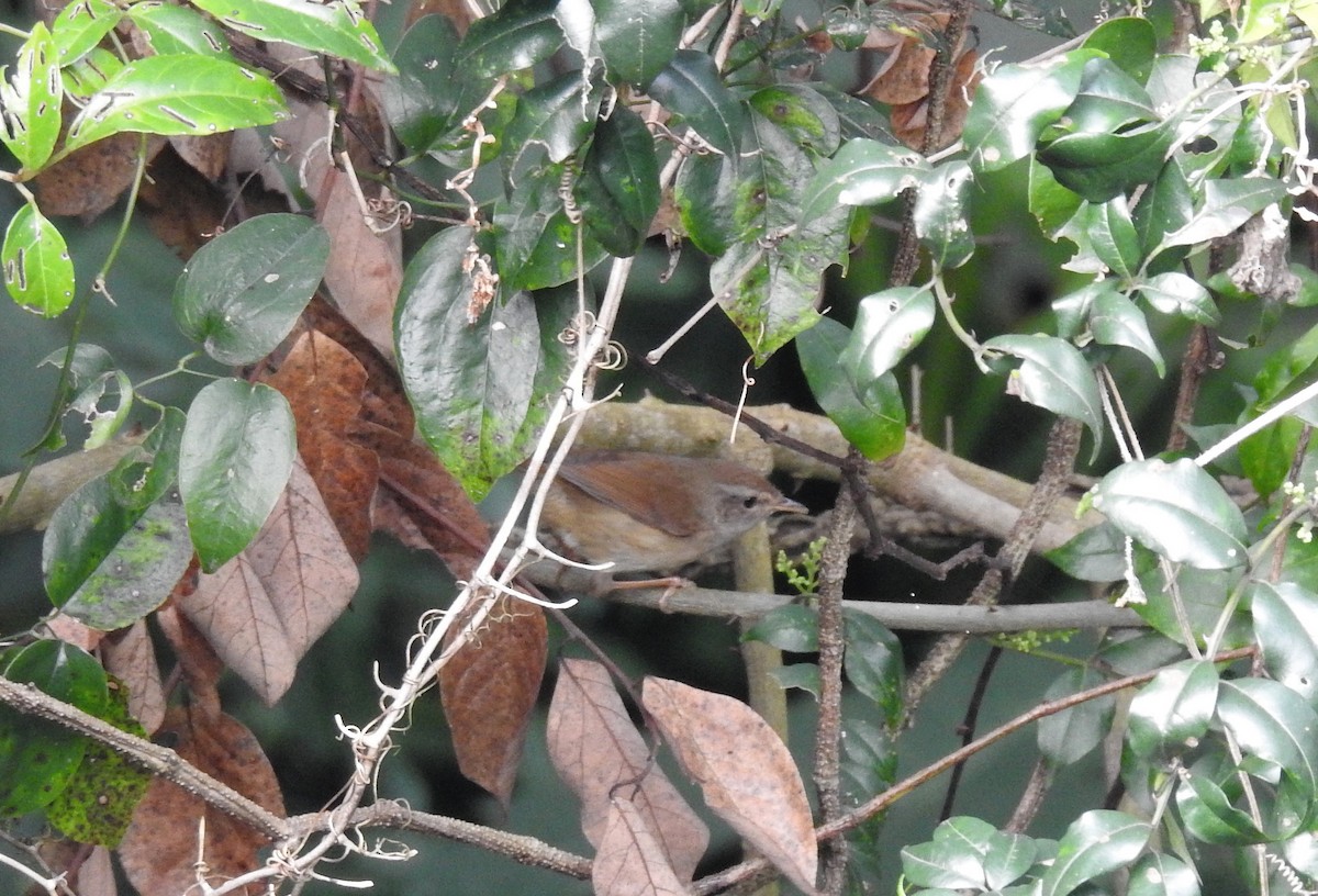 Brownish-flanked Bush Warbler - ML615526370