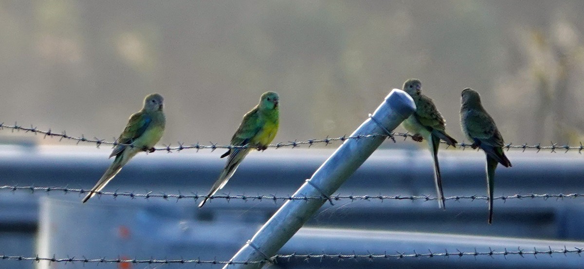 Red-rumped Parrot - ML615526406