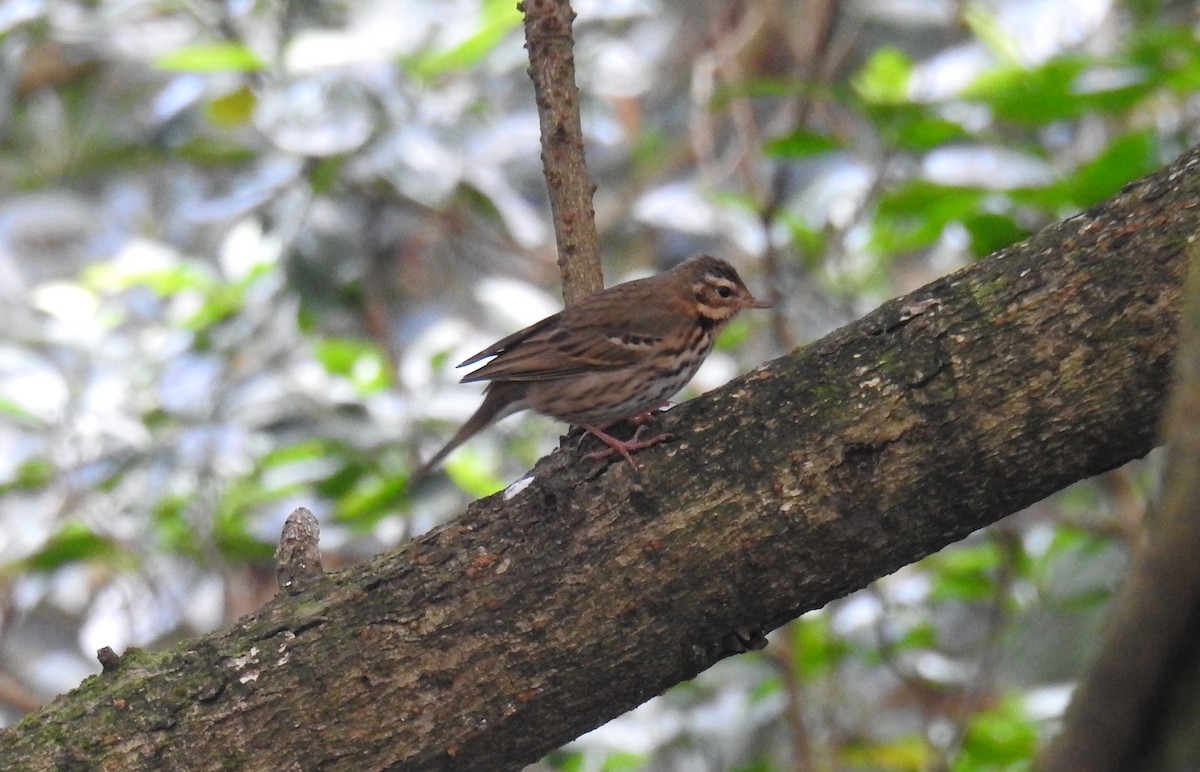 Olive-backed Pipit - ML615526430
