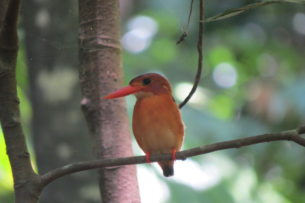 Sulawesi Dwarf-Kingfisher - Bob Hargis