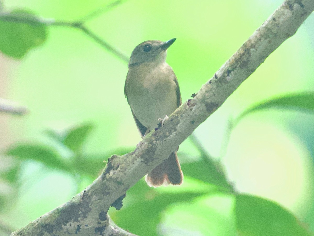 Fulvous-chested Jungle Flycatcher - ML615526481