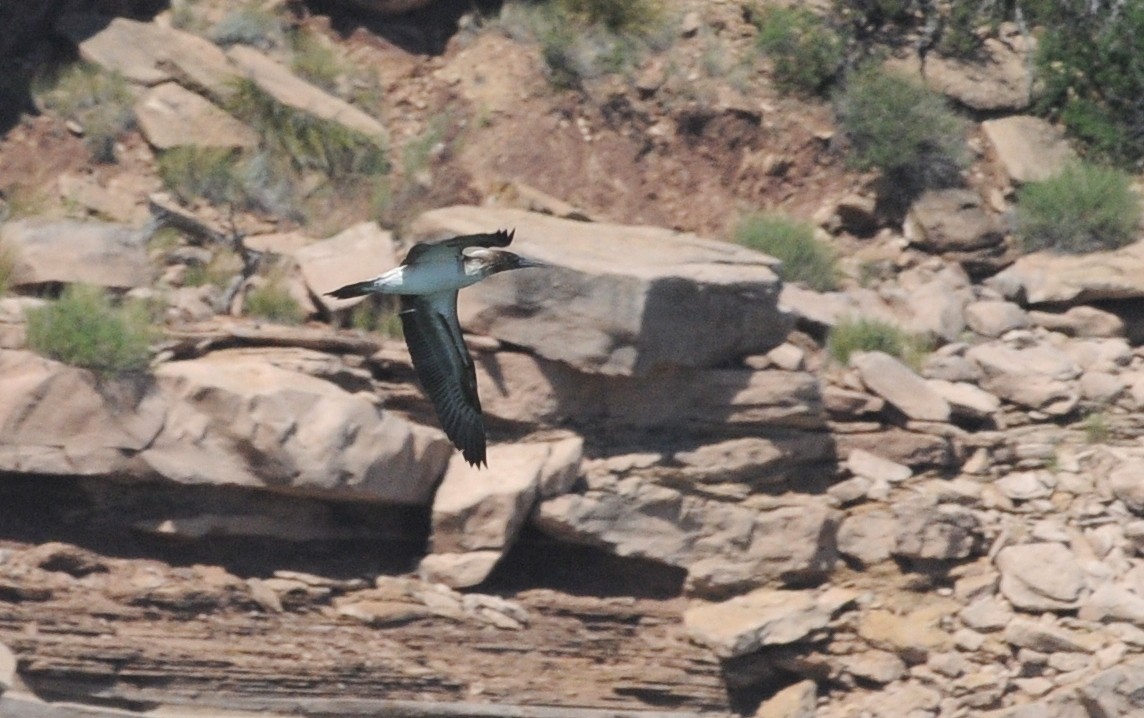 Blue-footed Booby - ML615526545