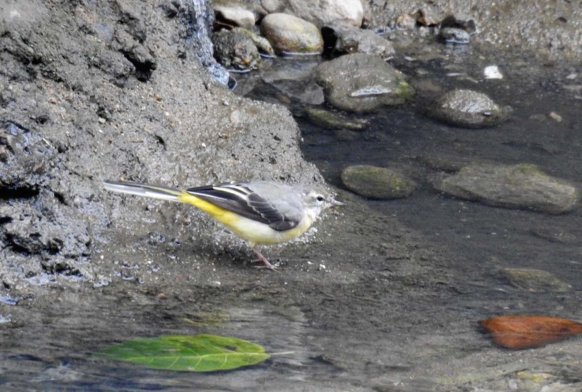 Gray Wagtail - Tim Tucey