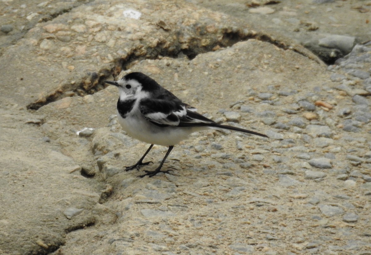 White Wagtail - Tim Tucey