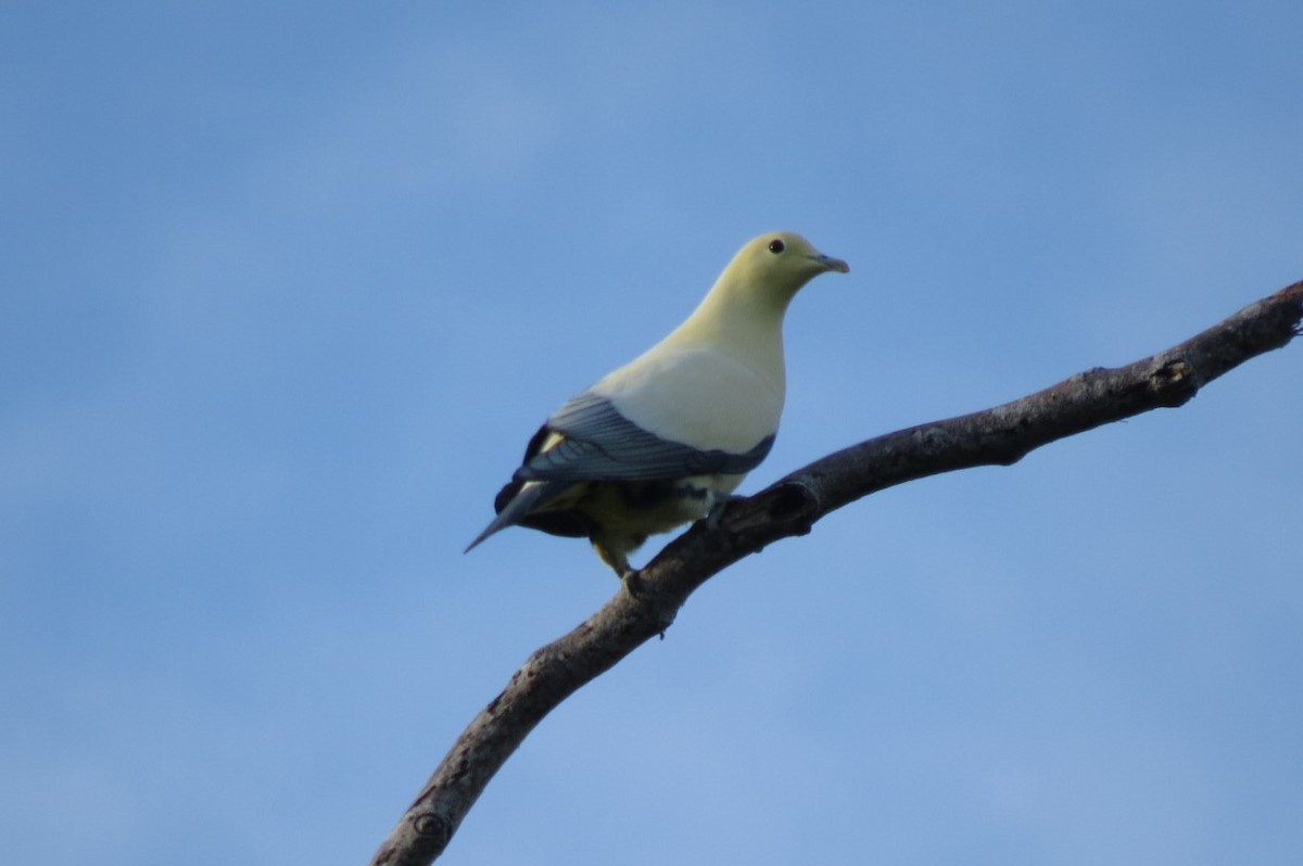 Белый плодовый голубь - ML615526842