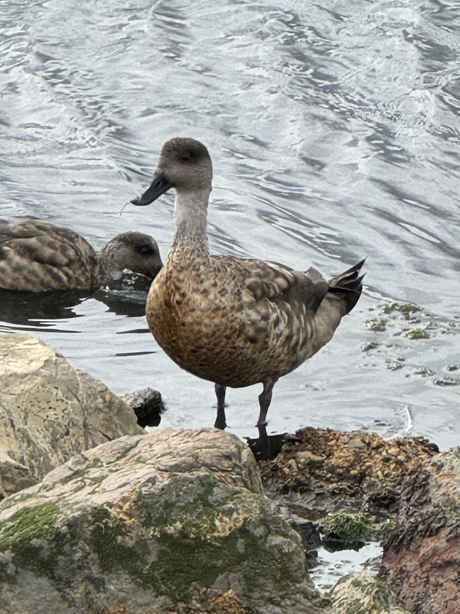 Crested Duck - ML615526873