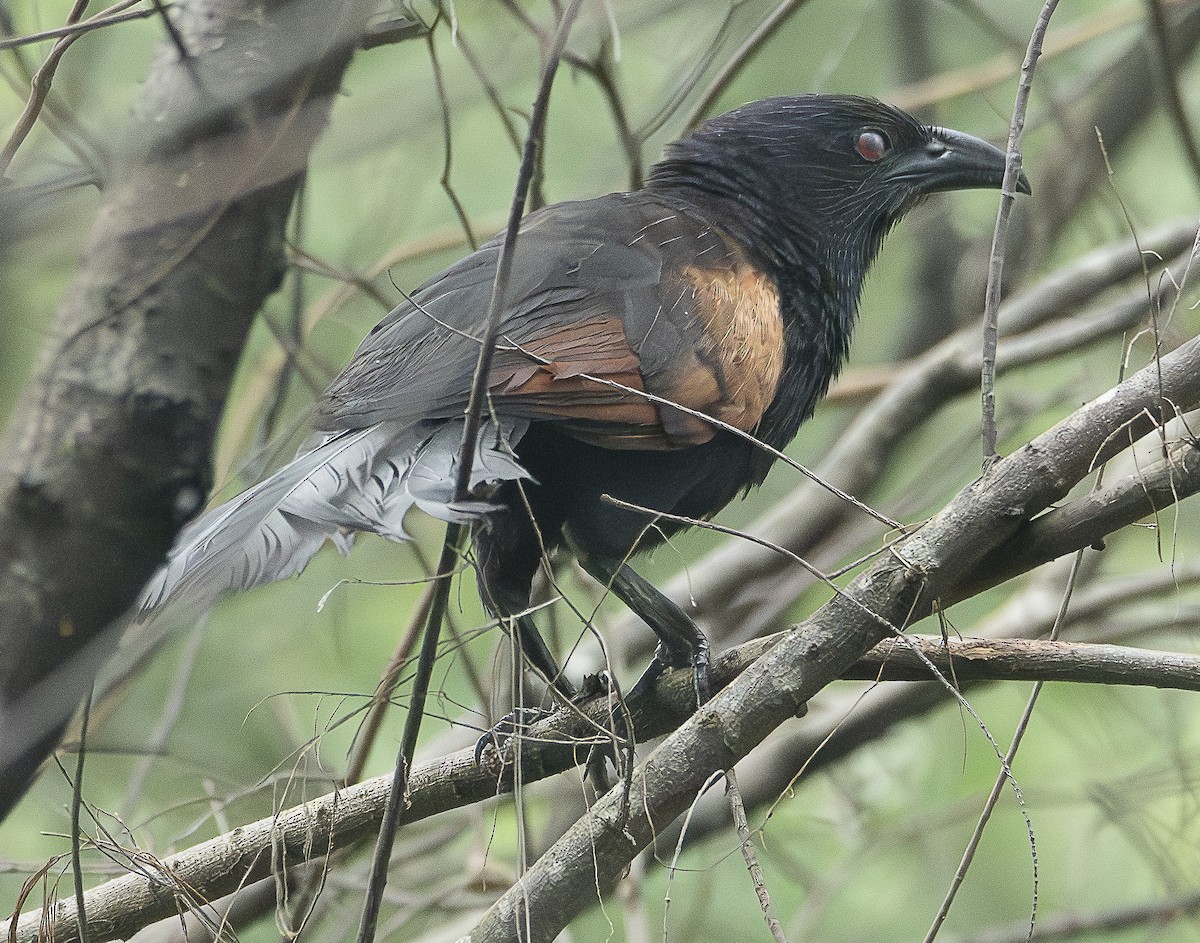 Greater Coucal - ML615526907