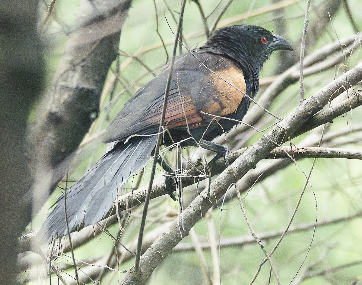 Greater Coucal - ML615526908