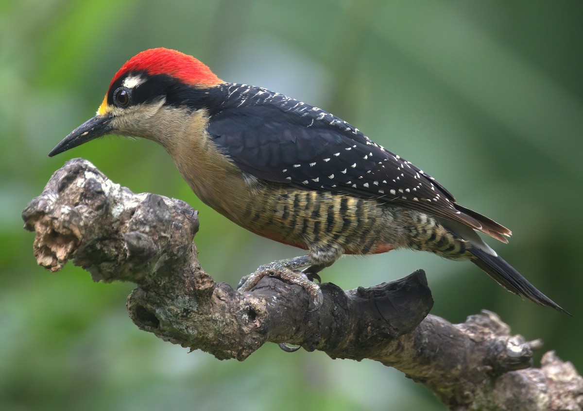 Black-cheeked Woodpecker - ML615527047