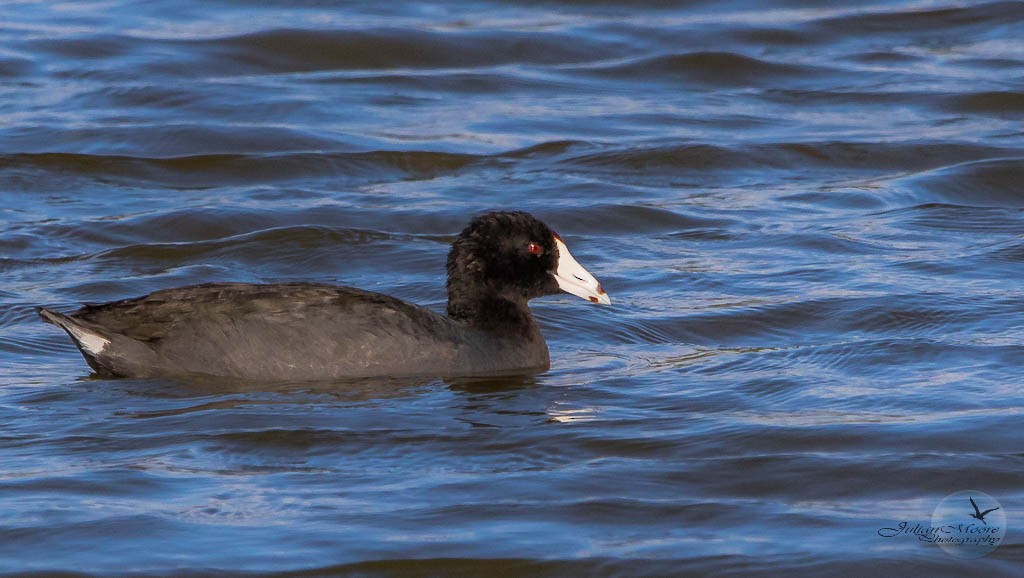 American Coot (Red-shielded) - ML615527246