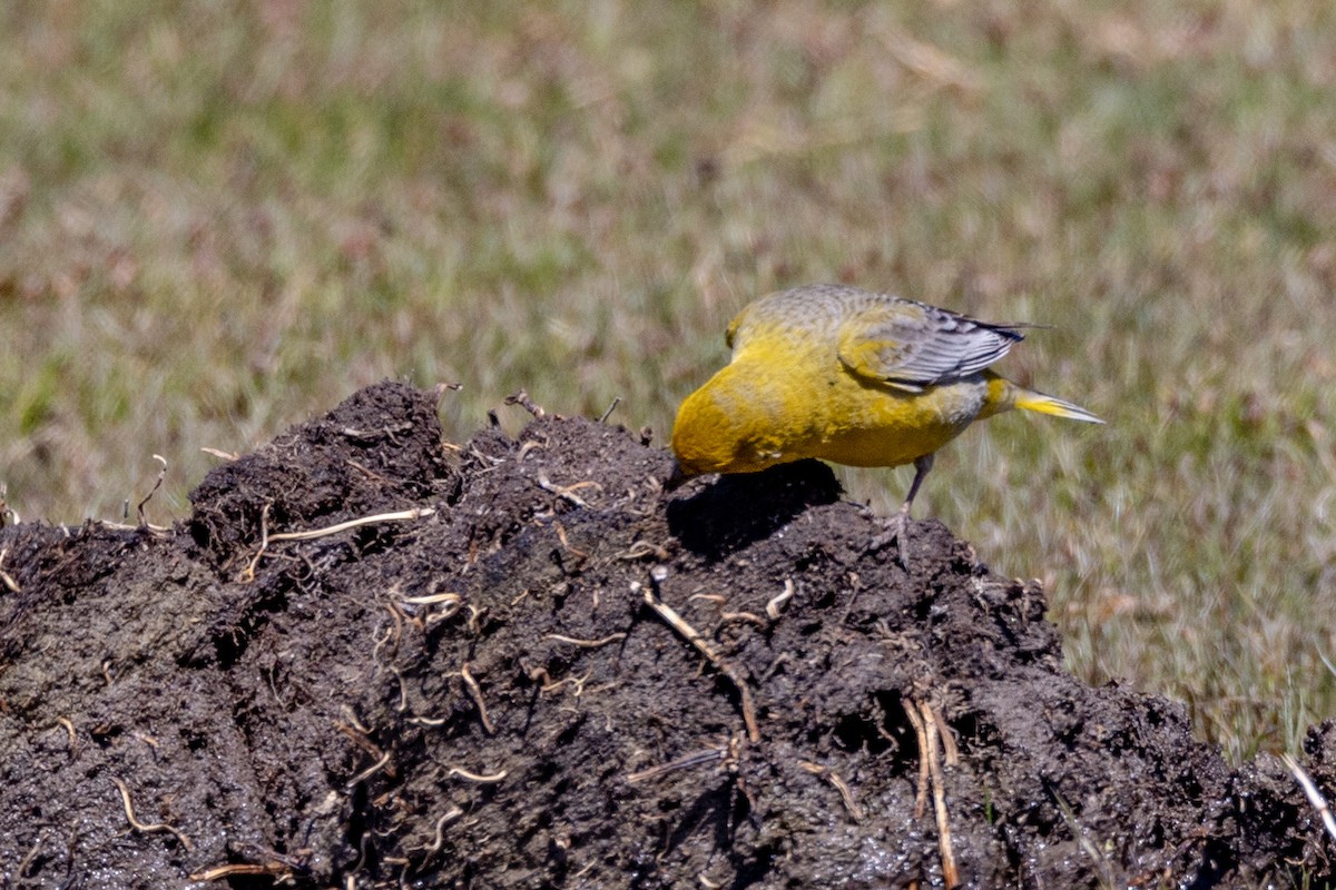 Greater Yellow-Finch - ML615527403