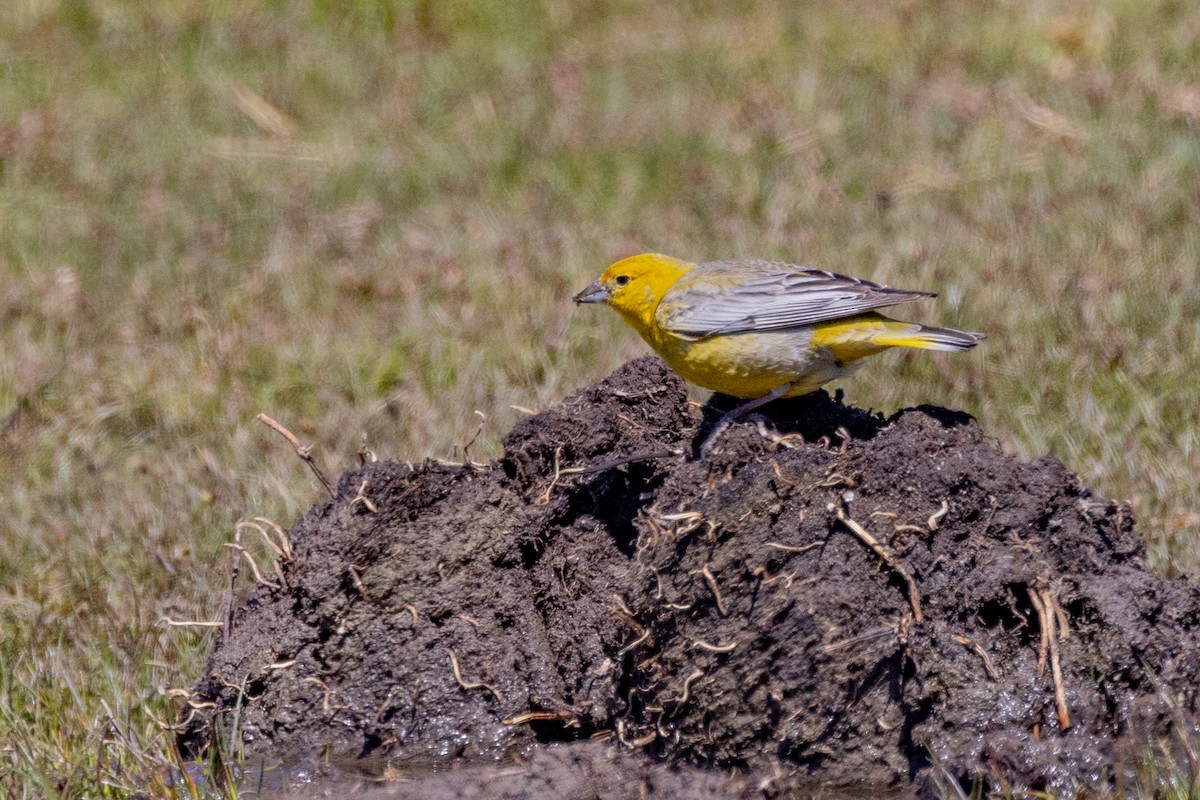Greater Yellow-Finch - ML615527404
