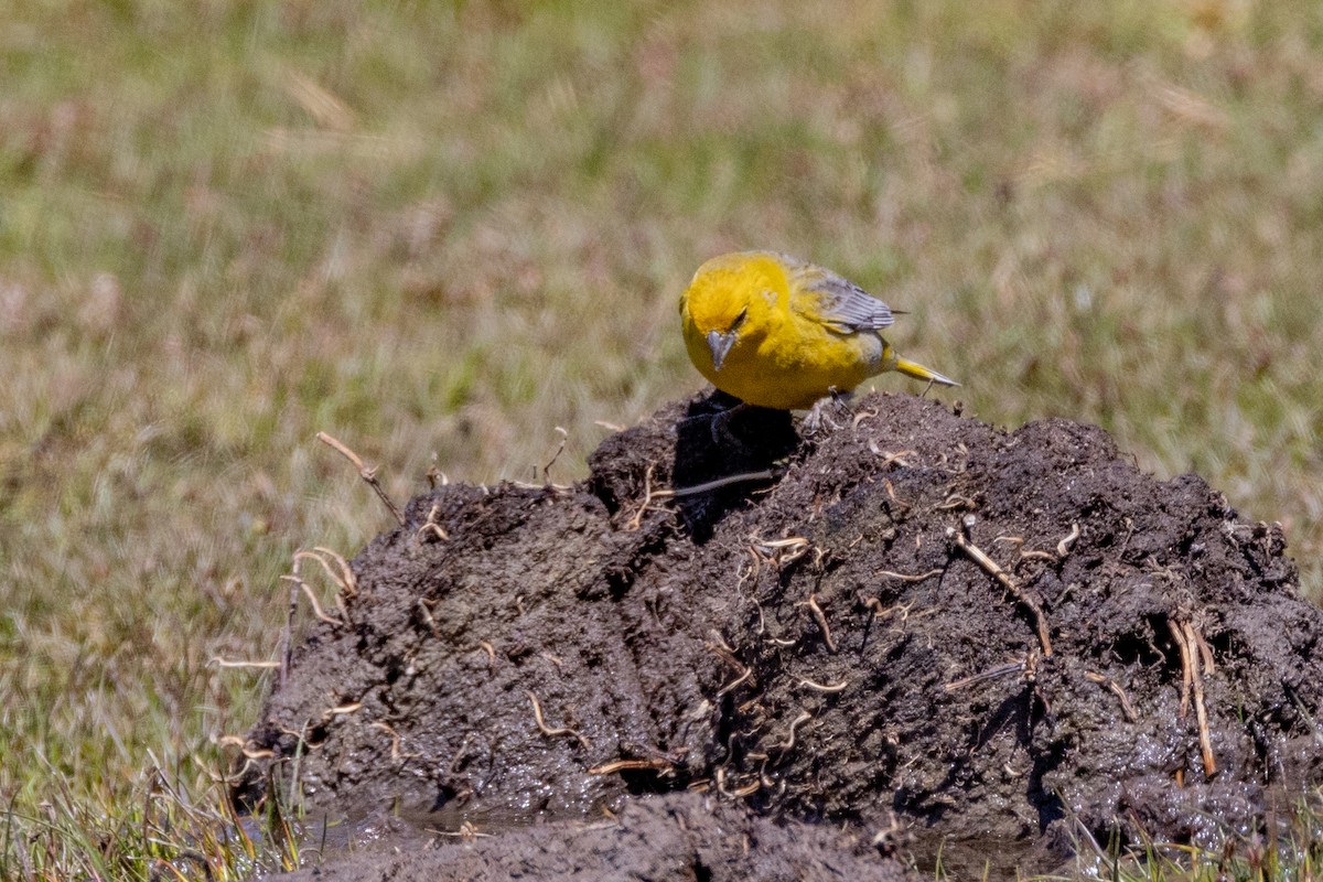 Greater Yellow-Finch - ML615527405