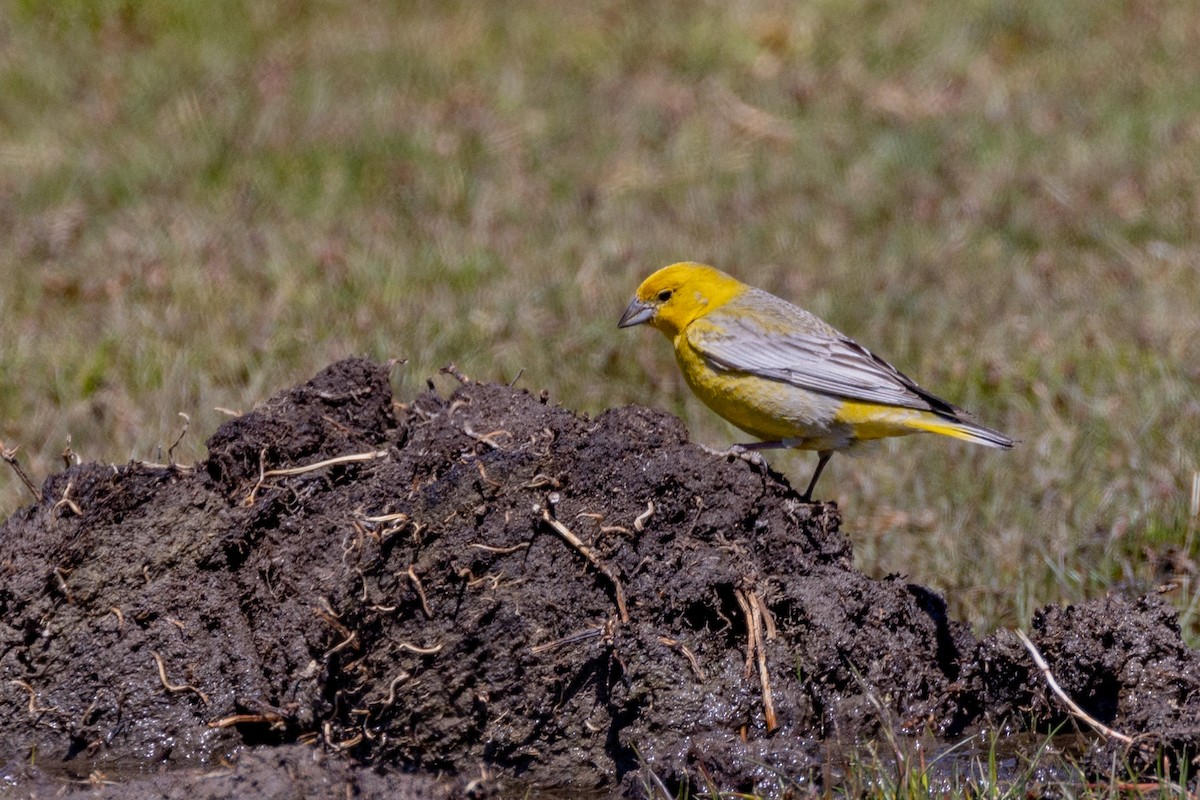 Greater Yellow-Finch - Charlie Bostwick