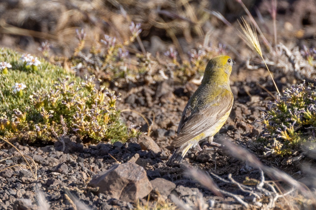 Patagonian Yellow-Finch - Charlie Bostwick
