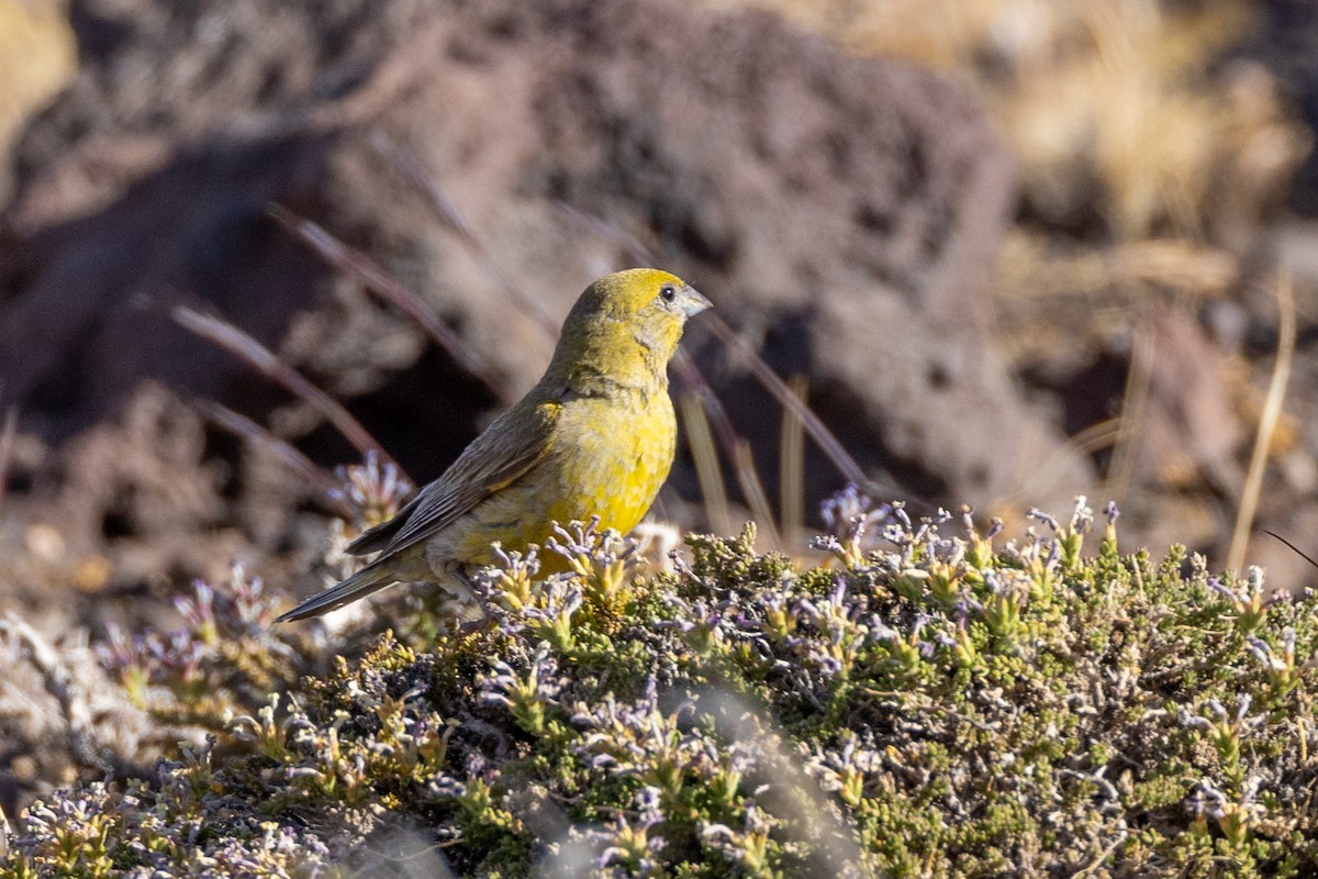Patagonian Yellow-Finch - ML615527463