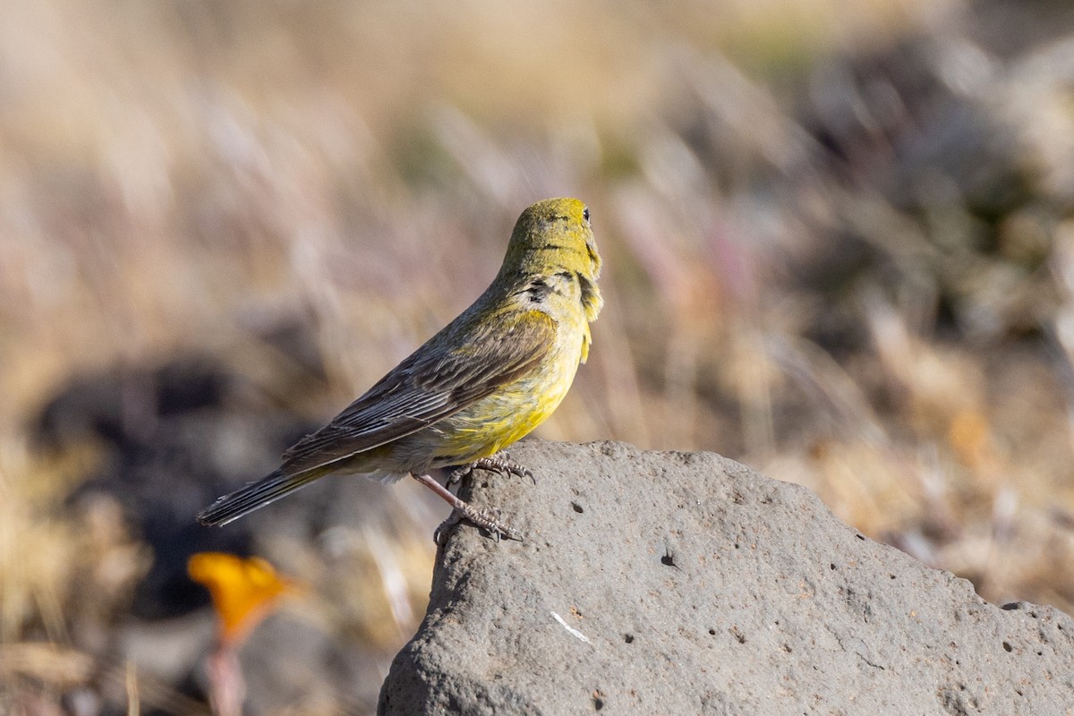 Patagonian Yellow-Finch - ML615527464