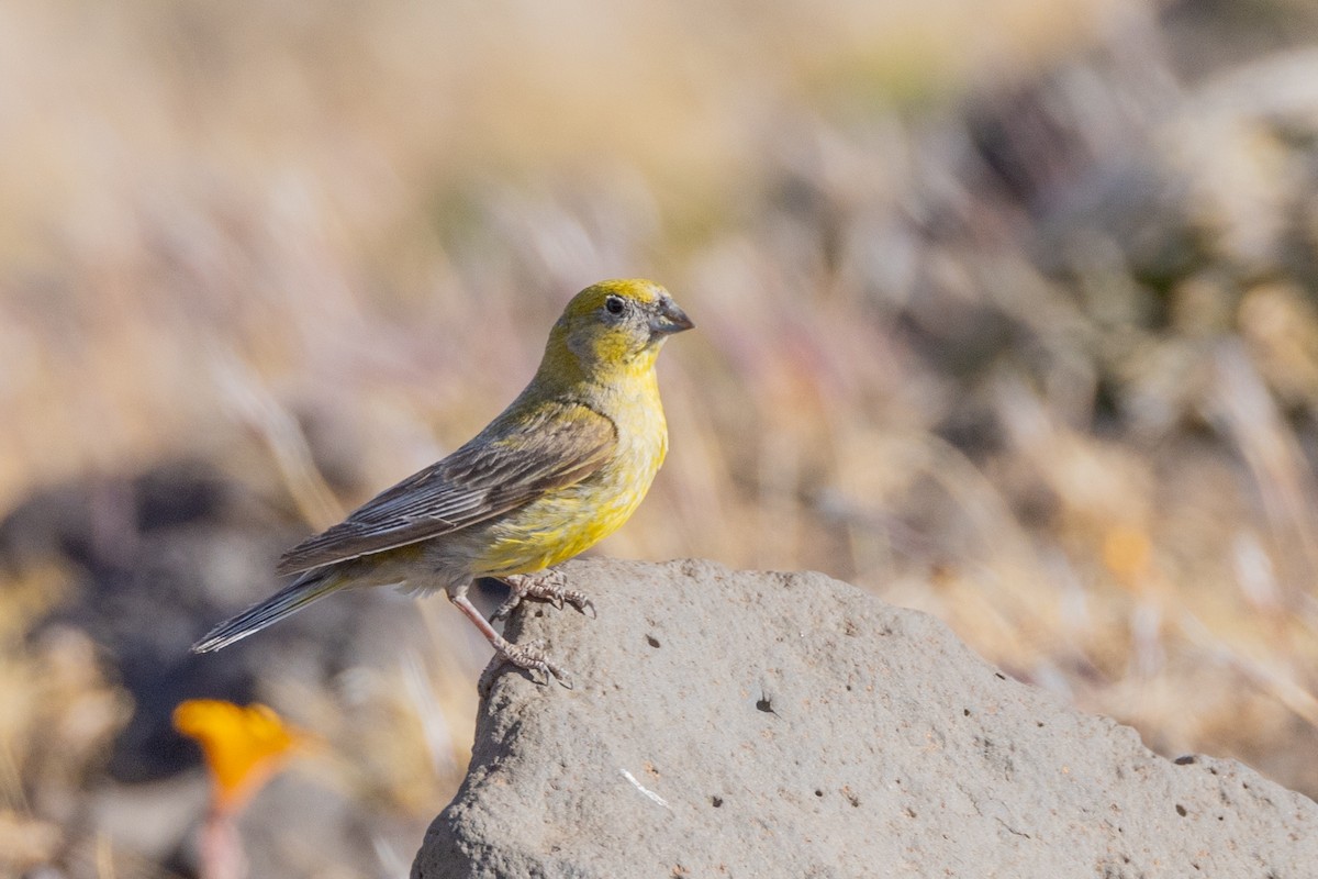Patagonian Yellow-Finch - ML615527465