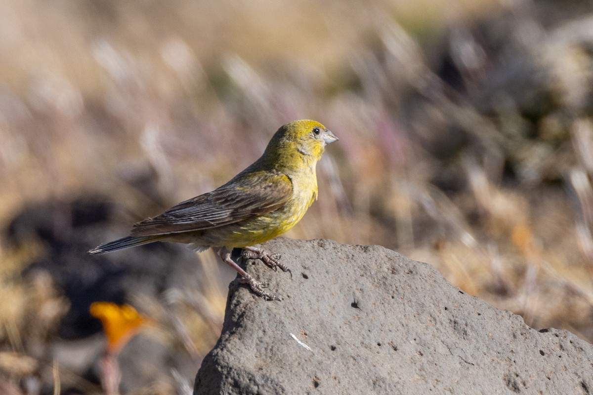 Patagonian Yellow-Finch - ML615527466