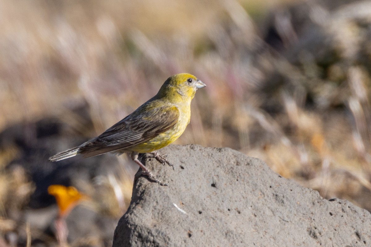 Patagonian Yellow-Finch - Charlie Bostwick