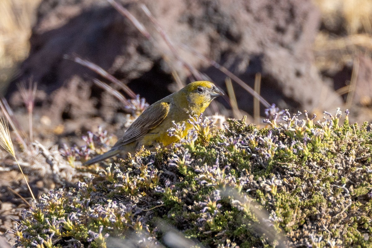 Patagonian Yellow-Finch - ML615527469