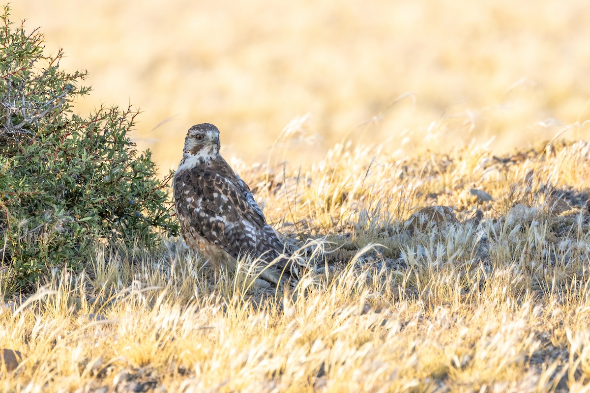 Variable Hawk (Red-backed) - ML615527564